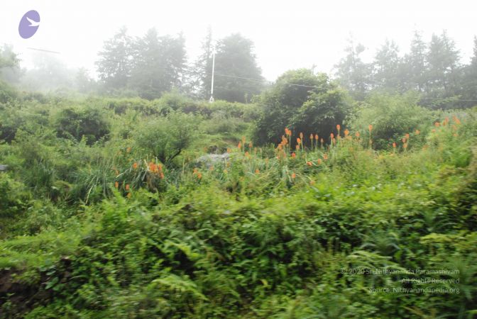 20080708 DSC 0496 CMP WM.jpg