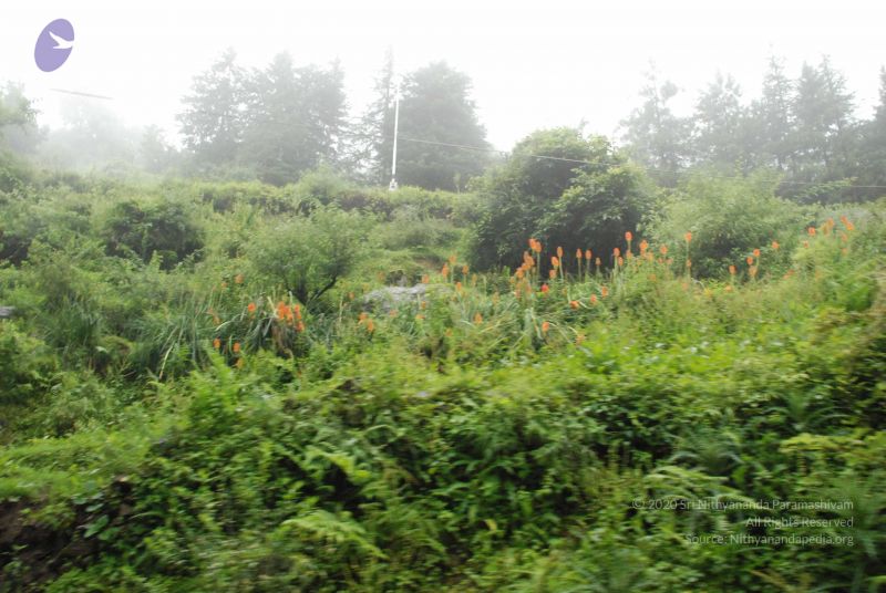 File:20080708 DSC 0496 CMP WM.jpg