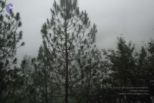 20080708 DSC 0564 CMP WM.jpg