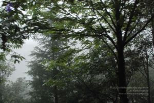 20080708 DSC 0567 CMP WM.jpg