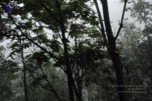 20080708 DSC 0568 CMP WM.jpg