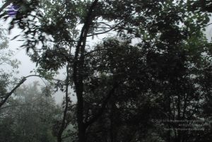 20080708 DSC 0569 CMP WM.jpg