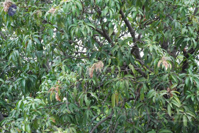 20080727 Photo 1010 1wG66KS9HhrAQng6PyoYeVXt5bXkmOxA .JPG