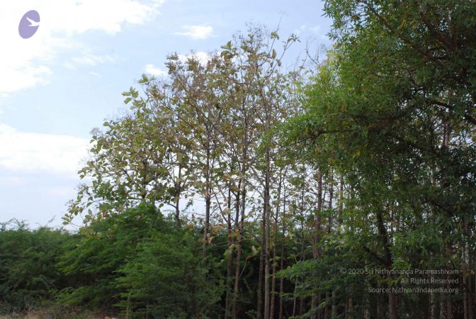 20080729 Photo 1049 1NG5g87ZWEFGt0jj9Bc66AXMtQYEiwBwm.JPG