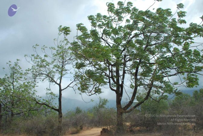 20080729 Photo 1112 1OKpHPNTm7zadhFf4pns17zjy559XmEH0.JPG