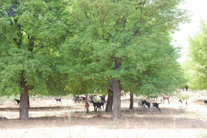 20080729 Photo 1243 1BePPcbbORf9J2c-vK-SDsUpSFdEzzxZ9.JPG