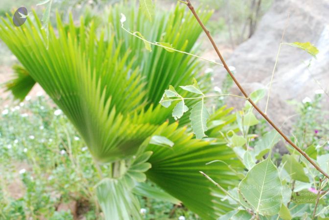 20080802 Photo 1267 1-V87ba87duD8lUpipl2D-HzHhD11s7BC.JPG