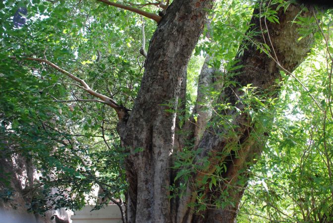 20080803 Photo 1200 1nj5ATBXAIpPlttpKFpUx4oXO9x5UmefV.JPG