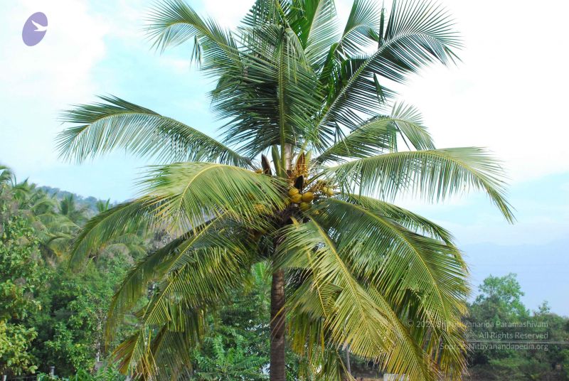 File:20090108 Photo 1034 1GQ6CDH2PtGiM jprqolT-45ICDyW8gIn.JPG