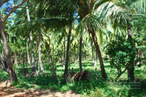 20090112 kodikannyatra 1018 CMP WM.jpg