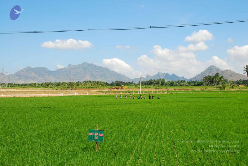 File:20090112 kodikannyatra 1025 CMP WM.jpg