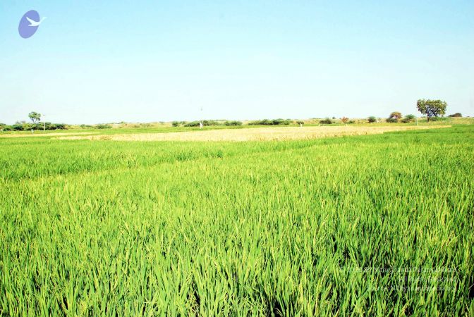 20090120 DSC 0005 CMP WM01.jpg