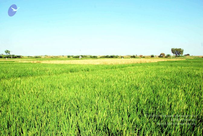 20090120 DSC 0008 CMP WM01.jpg