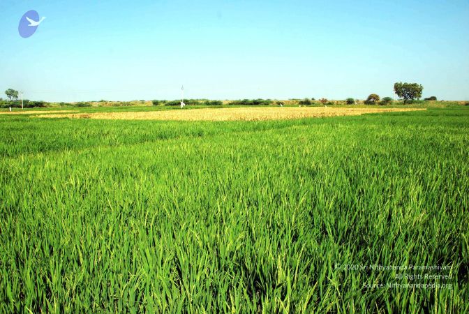 20090120 DSC 0009 CMP WM01.jpg