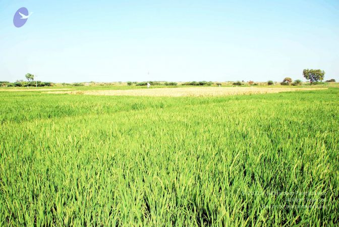 20090120 DSC 0010 CMP WM01.jpg