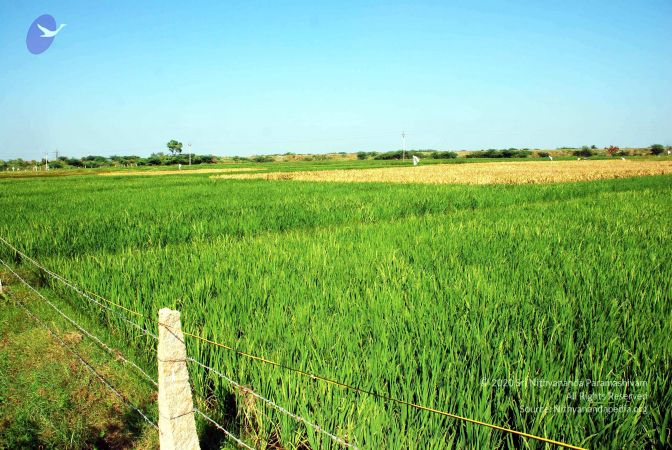 20090120 DSC 0013 CMP WM01.jpg