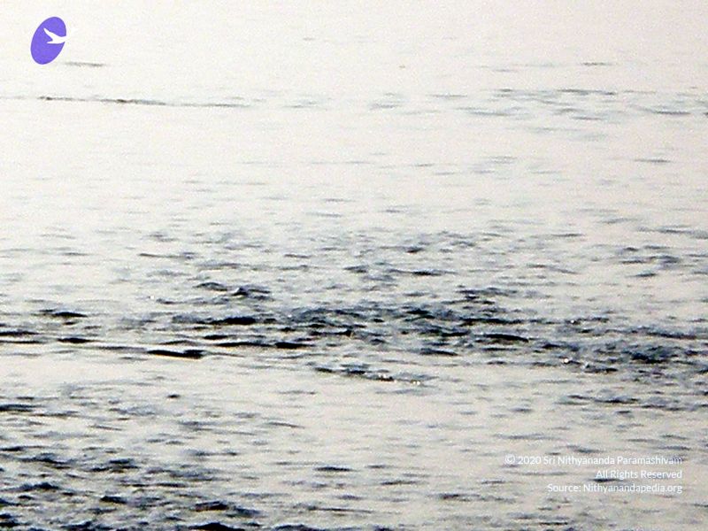 File:20090131 P2010638 CMP WM01.jpg