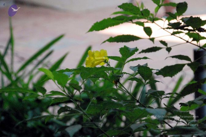 20090215DSC 1127 CMP WM001.jpg