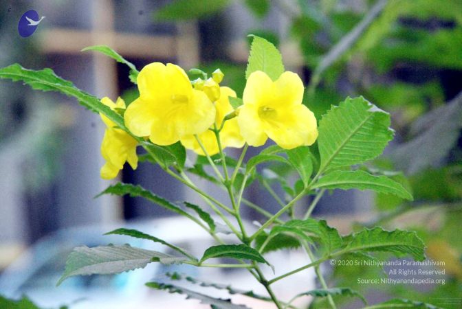 20090215DSC 1135 CMP WM001.jpg