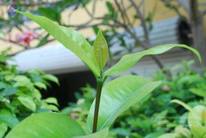 20090303 Photo 1027 1W2YYl6jYYR5 PXVB2N6fzQ90yZKjX7ff.JPG