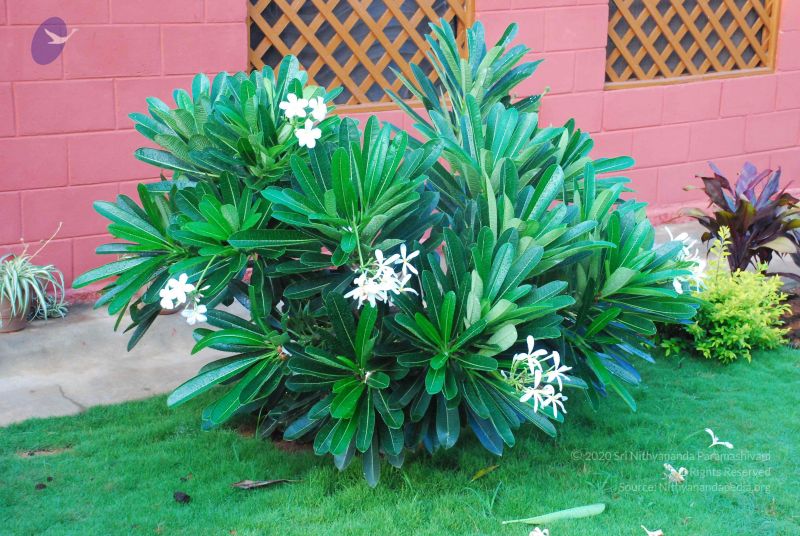 File:20090601 Photo 1199 1IO3dRqMmXE7ScxVDHvJdJ1XpmuGy6b7K.JPG