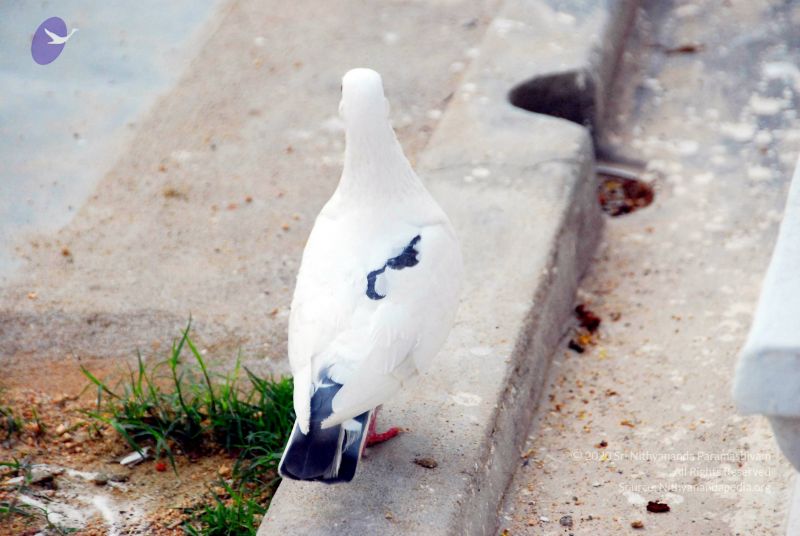 File:20090615 DSC 0294 CMP WM1.jpg