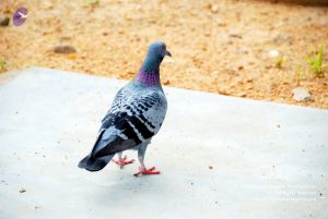 20090615 DSC 0295 CMP WM1.jpg