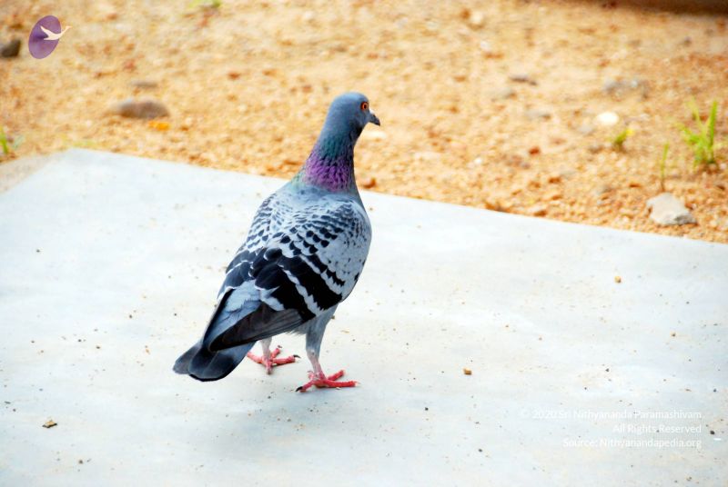 File:20090615 DSC 0295 CMP WM1.jpg