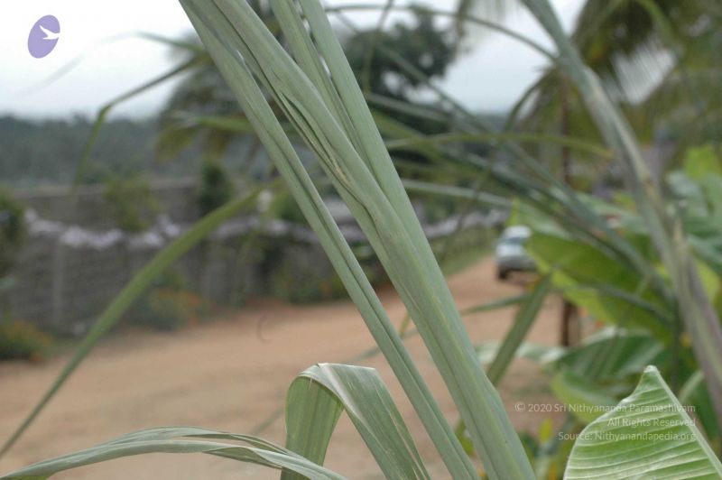 File:20090707 DSC 0016 CMP WM 01000.jpg