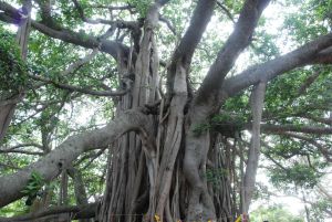 20090707 Photo 1104 1fdaxpjb1NcHJLrrSRGxkaC-uV60r9H L.JPG