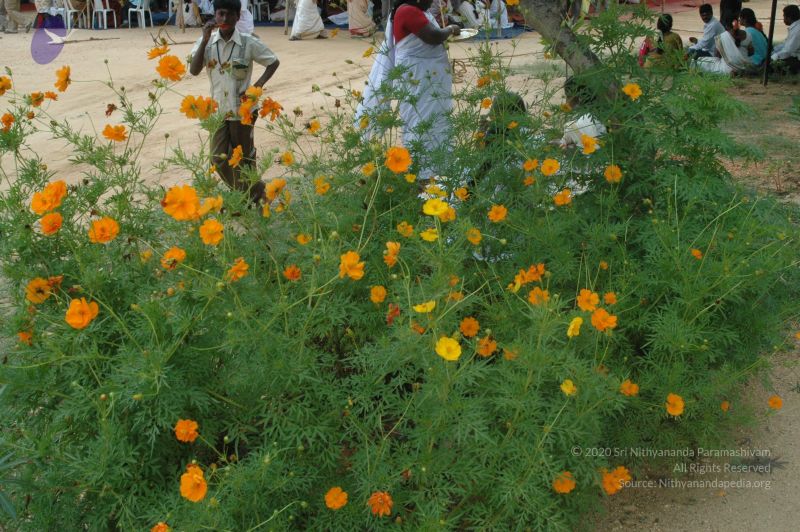 File:20090707 Photo 1157 10nF tLVB8OlEnBeROlhbbff4QVKib7Gd.JPG