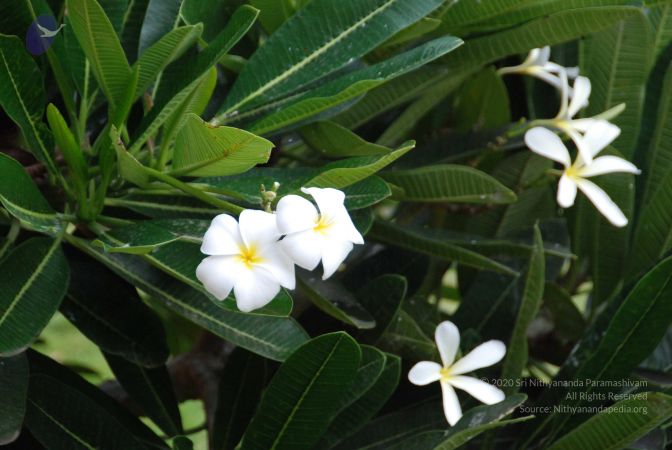 20090707 Photo 1269 1B3Rr2HYunnPGrbje6HltyFm9oZXXo1Ip.JPG