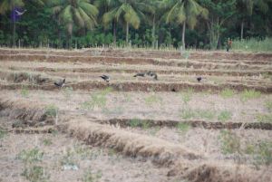 20090715 Photo 1241 1ExieRGooax30FfRFQAdzxqUy3zPQNBwQ.JPG