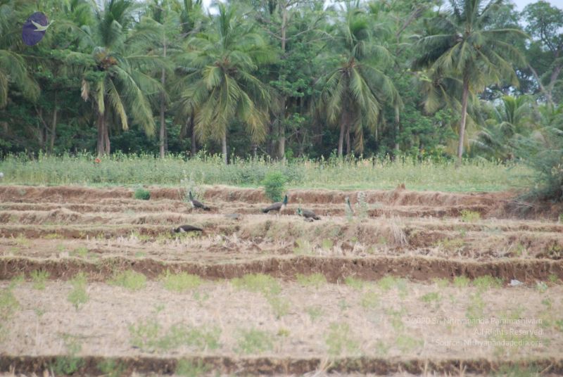 File:20090715 Photo 1247 1i8fKIVuDu5Oe-00DOMbzzj79XaR j52v.JPG