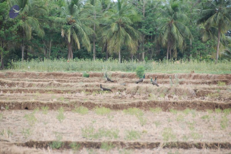 File:20090715 Photo 1248 1yiZWHnDY5PBu8XuJOimlqecT BjcscuV.JPG