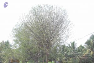 20090731 Photo 1163 1GzwkOhM05ZPnTsV5EmFk5d3HG8N2WeWN.JPG