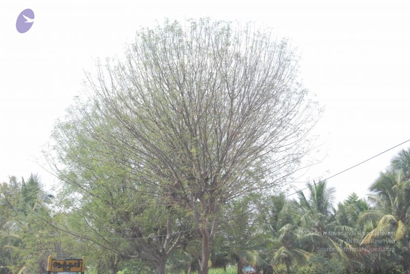 File:20090731 Photo 1163 1GzwkOhM05ZPnTsV5EmFk5d3HG8N2WeWN.JPG