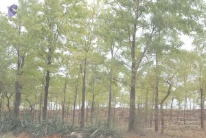 20090806 Photo 1521 1Xx 0h2tYaw-MypZc3I67DntVynZpiPfu.JPG