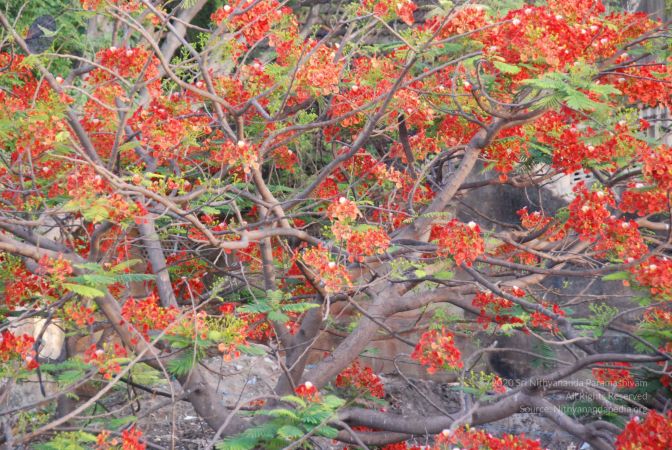 20090809 Photo 1053 1F7ddwmrO3I9zifa6xJiyFs4oG6 CzQX5.JPG