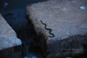 20090902 Photo 1062 1utngGkTj5B3UIk0vpHx-qTQWyIsmfa7F.JPG