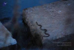 20090902 Photo 1066 1e9TkYyenGSsNdhCSHoK2Ovfrxi StNKa.JPG