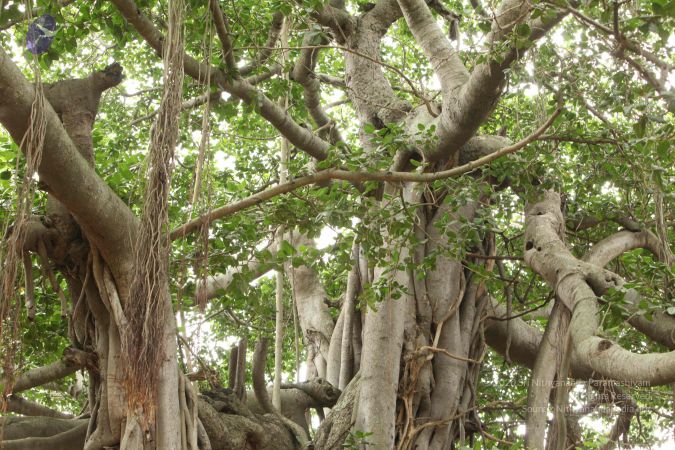 20090905 Photo 1005 19fwyvS4i62ddNpTNhu5KRts781nV8ENO.JPG