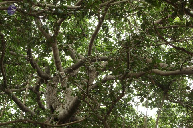 20090905 Photo 1045 1qymP8mRm5rI2VbIWJ4NglERNrV7RDe I.JPG