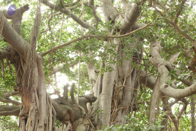 20090905 Photo 1072 1ynbAh2dT62yzUOSsvhcLF4oCR4rbmLS-.JPG