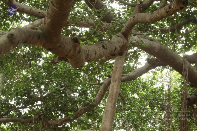 20090905 Photo 1087 1USeW7swHXDPJRHYbWnHHAsr-xfkh4wuX.JPG