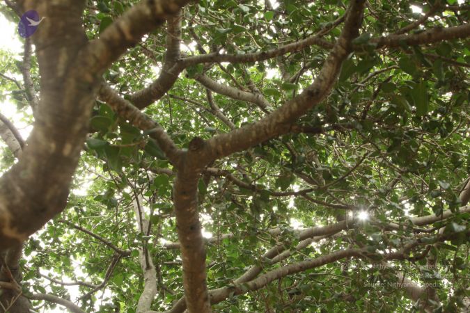 20090905 Photo 1095 1ez6eoc4YxWtH5WywAMxEytnyoqmDutp5.JPG