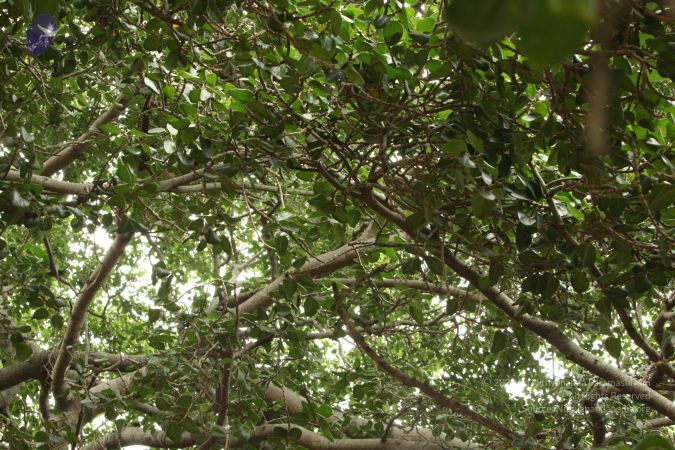 20090905 Photo 1113 1C7ESxkLFB3kr 85wuOPaHGcY0Fad-u1g.JPG