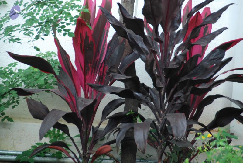 File:20090906 Photo 1103 1H79sYk4dp4UAQepRikFjStcbwgHmYhgc.JPG