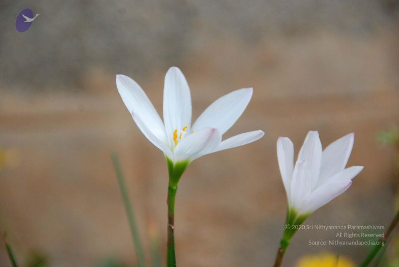 File:20090923 Photo 1019 1NdYxZD9NeQgCgpkjfCsmDatPpozAGj7Q.JPG