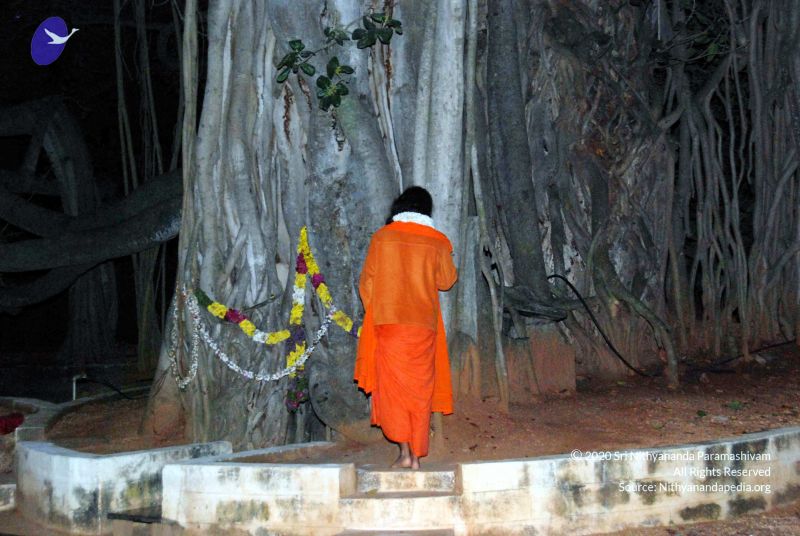 File:20091119DSC 9125 CMP WM001.jpg